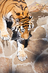 Image showing Tiger