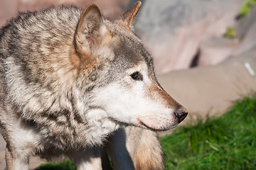 Image showing Wolf