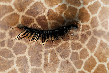 Image showing Women eye, close-up