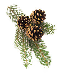 Image showing fir-tree branch with cones