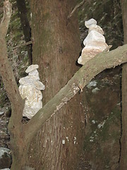 Image showing Stones in a tree