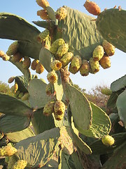 Image showing Cactus in the wild