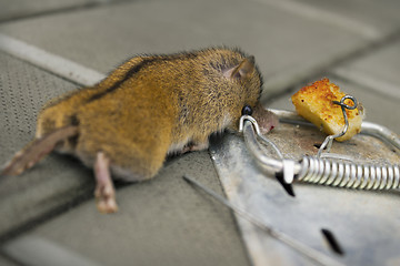 Image showing The destruction of rodents using mousetrap