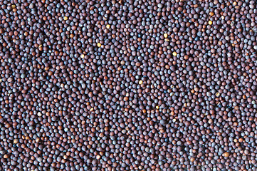 Image showing Brassica nigra (black mustard)