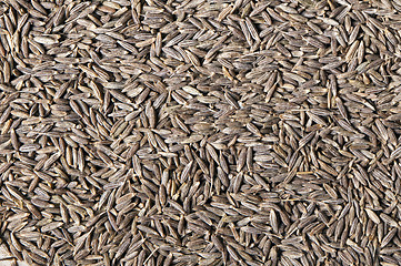 Image showing Cumin (cummin) seeds