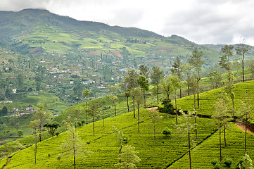 Image showing Mountainous terrain of Sri Lanka