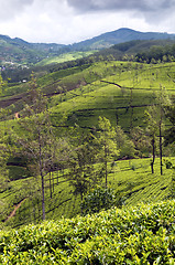 Image showing Tea plantations