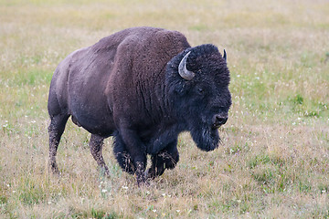 Image showing Portrait of American Bison 