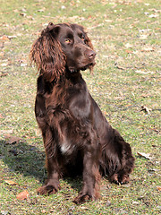 Image showing Brown German Spaniel dog 