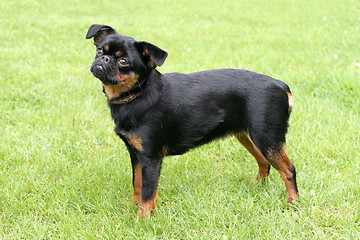 Image showing Black Petit Brabancon dog