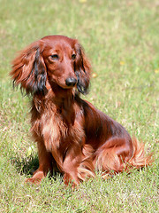 Image showing Dachshund Standard Long-haired Red dog