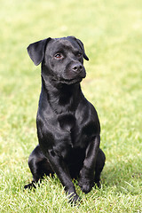Image showing Portrait of black Patterdale Terrier dog