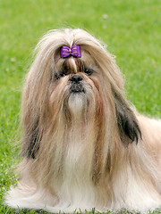 Image showing The portrait of funny shih tzu dog