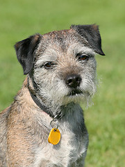 Image showing Very old Border Terrier in a garden