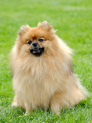 Image showing The portrait of Pomeranian dog