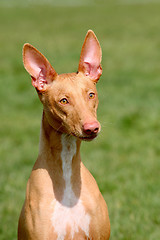 Image showing The detail of strange Pharaoh Hound