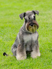 Image showing Schnauzer Pepper and Salt in a garden