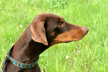 Image showing Typical Dobermann dog in a garden