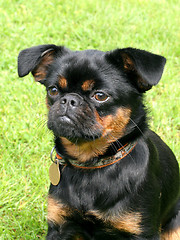 Image showing Black Petit Brabancon dog