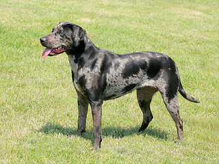 Image showing Typical Louisiana Catahoula dog