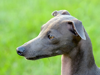 Image showing The portrait of Italian Greyhound