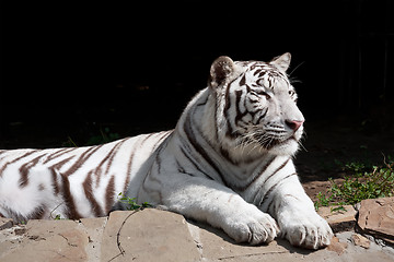 Image showing White Tiger