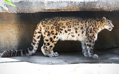 Image showing Snow Leopard