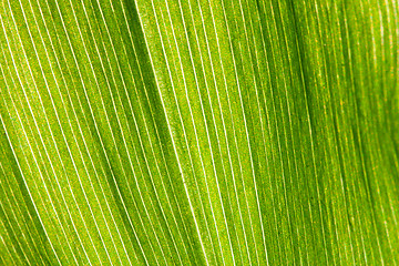 Image showing Green leaf