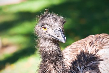 Image showing Ostrich