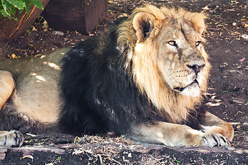 Image showing Lion