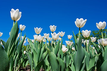 Image showing Tulip flowers