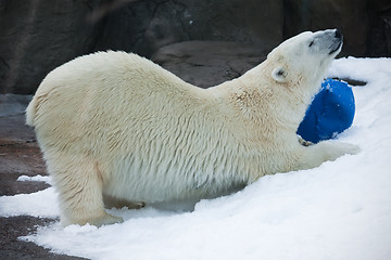 Image showing Polar bear