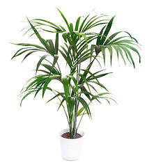 Image showing Kentia Palm Tree 