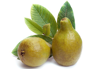 Image showing Fresh Guava fruit with leaves on white background