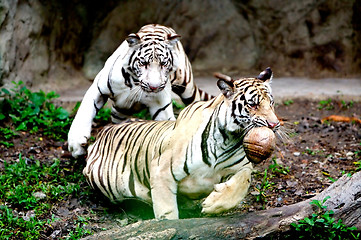 Image showing Two Tigers