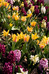 Image showing Spring Flowers