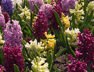 Image showing Spring Flowers