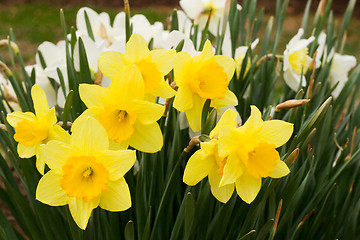 Image showing Daffodils