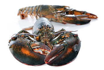 Image showing lobsters