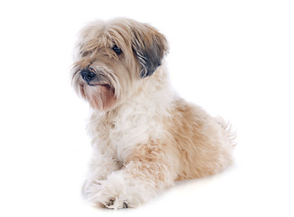 Image showing tibetan terrier