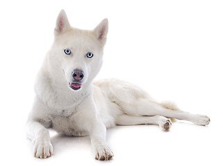 Image showing siberian husky