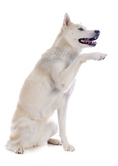 Image showing siberian husky