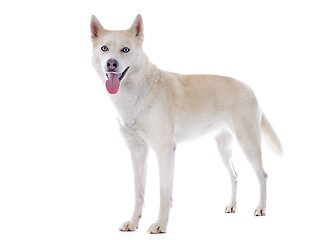 Image showing siberian husky