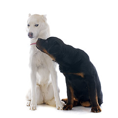 Image showing siberian husky and rottweiler