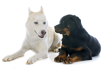 Image showing siberian husky and rottweiler