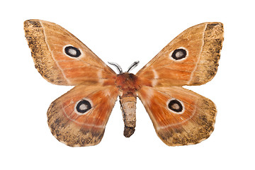 Image showing Butterfly