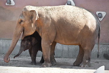 Image showing Elephant