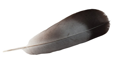 Image showing Quill