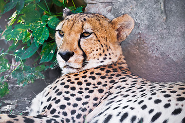 Image showing Cheetah