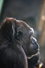 Image showing Gorilla